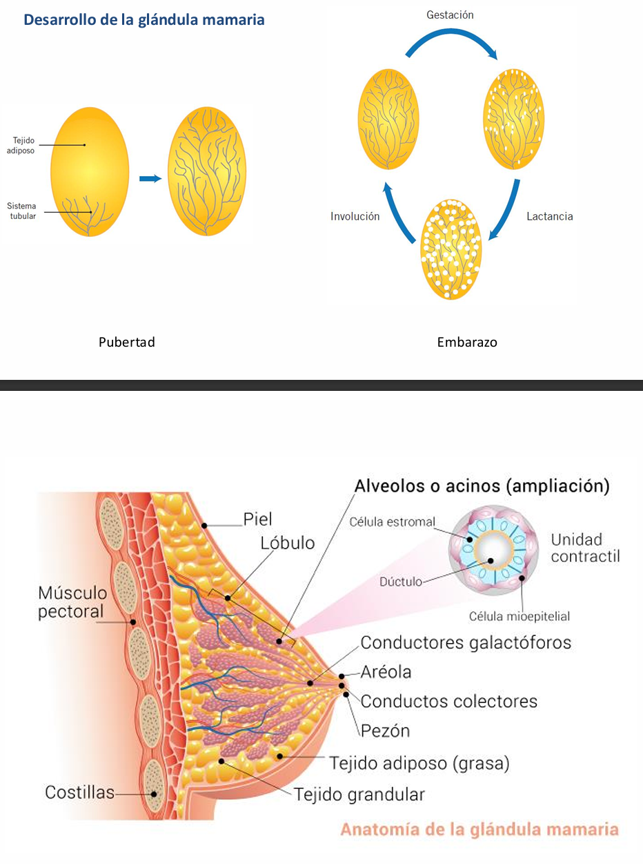 <p>Durante el embarazo se produce un crecimiento de las mamas</p><p>Para que se active la lactancia durante todo el embarazo se acaban de producir cambios en las mamas que van a propiciar que sea un órgano capaz de secretar leche. </p><p>Los estrógenos y la progesterona son responsables de estos cambios. </p><ul><li><p><strong>Estrógenos - Crecimiento del sistema de los conductos galactóforos</strong></p><ul><li><p>Estimulan que finalice la <strong>maduración y crecimiento de los conductos de las mamas de los conductos galactóforos </strong>(por donde pasa la leche)</p></li><li><p>Propician el crecimiento del estrona, es decir, que aumente la mama en cuanto a cantidad de grasa. </p></li><li><p>La hormona del crecimiento, la prolactina, los glucocorticoides suprarrenales y la insulina tendrán un papel secundario estimulando esto</p></li></ul></li><li><p><strong>Progesterona - desarrollo del sistema lóbulo-alveolar</strong></p><ul><li><p>A nivel de la mama va a acabar de madurar la estructura del lóbulo del alveolo </p></li><li><p>Va a hacer crecer los lóbulo, hacer rebrote de los alvéolos </p></li><li><p>y va a acabar de estimular la <strong>diferenciación de las células del alveolo para que se conviertan en células secretoras </strong>y que secreten la leche</p></li></ul></li></ul><p>En la pubertad la mama aumenta de tamaño, aumenta la cantidad de la grasa y aumenta la cantidad de los conductos galactóforos, pero en el embarazo es cuando se acaban de desarrollar todos los conductos galactóforos y los alvéolos se convierten en unidades secretoras.</p>