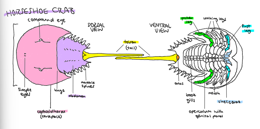 <ul><li><p>chelicerata class</p></li><li><p>horseshoe crabs</p></li><li><p>two parts hinged and a strong tail spine</p></li><li><p>5 pairs of legs for scuttling and digging</p></li><li><p>flattened appendages</p></li><li><p>thin book gills</p></li></ul><p></p>