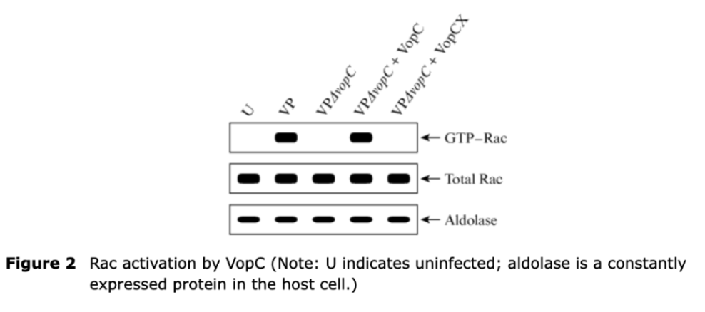 <p>Why was the total amount of Rac measured in experiment 2?</p>