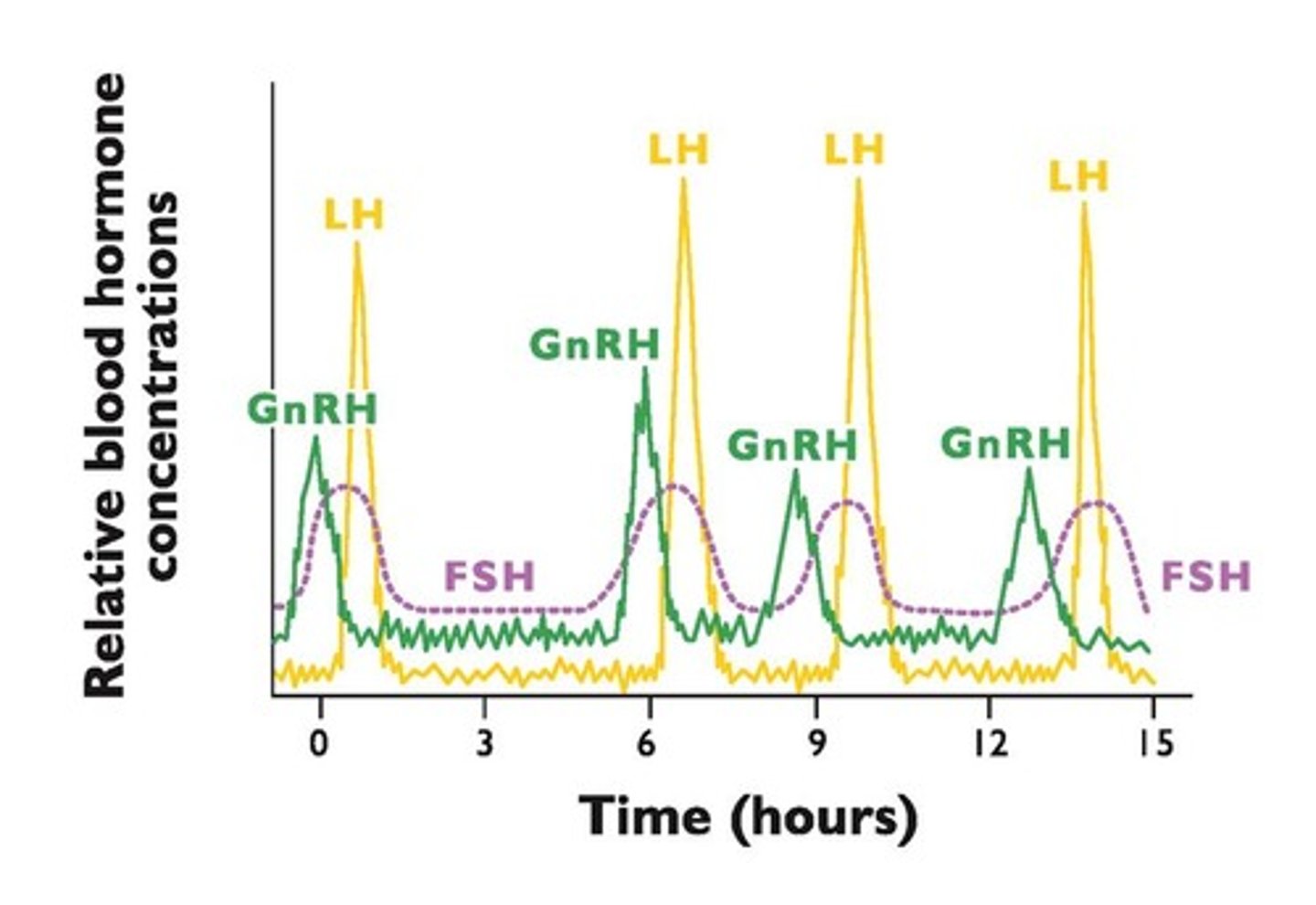 <p>It stimulates the release of LH and FSH from the anterior pituitary.</p>