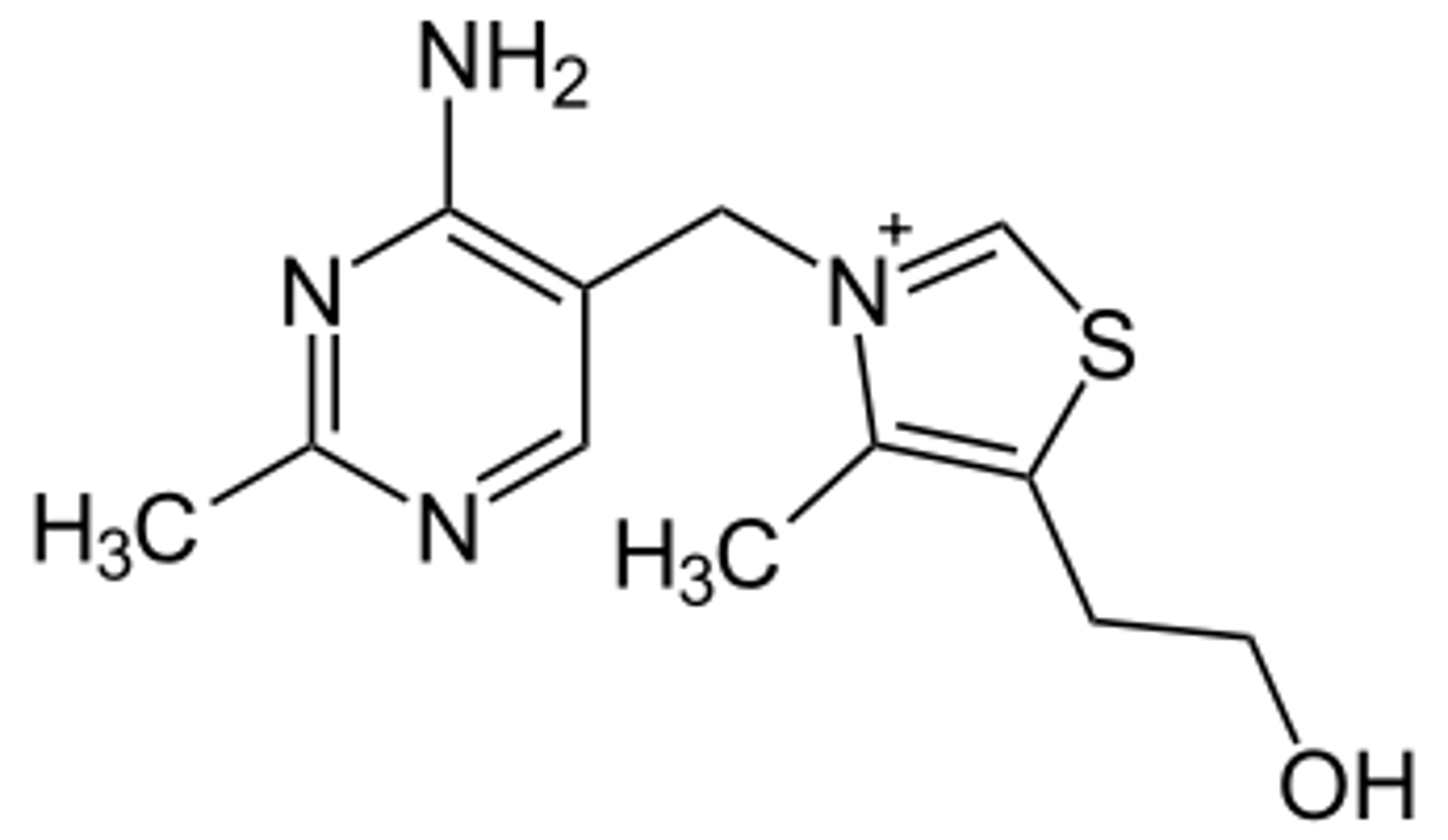 <p>Important for carbohydrate metabolism.</p>