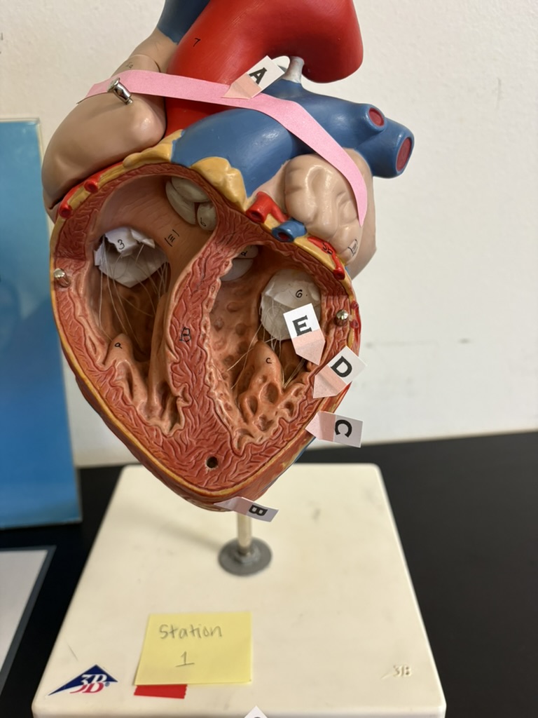 <p>B. identify this area of the heart</p>
