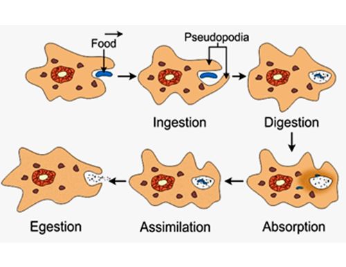 <p>Ingestion → Digestion → Absorption → Assimilation → Egestion</p>
