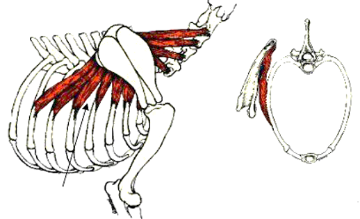 <p>name this muscle</p>