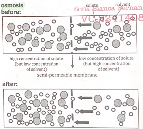<ul><li><p>Across semi-permeable membrane</p></li><li><p>Movement of solvent (solute can’t pass through membrane)</p></li><li><p>Low to high solute concentration</p></li></ul><p></p>