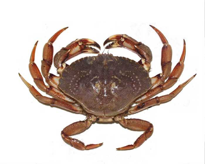 <p>Rock Crab (sometimes just called a Cancer Crab)</p>