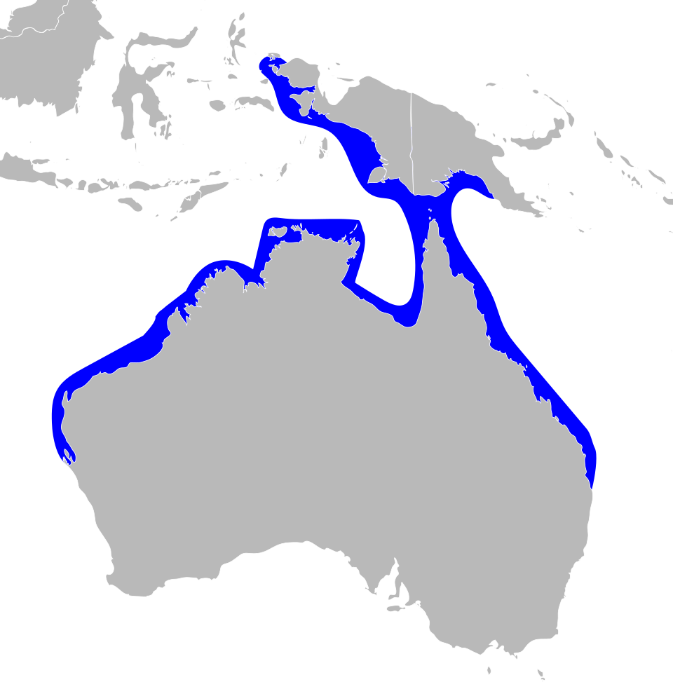 <p><strong>Australian humpback dolphin</strong><span> </span><br><span>(</span><strong><em>Sousa sahulensis</em></strong><span>)</span><br><span>-Dorsal fin is short, triangular in shape</span><br><span>-Lacks the dorsal "hump" typical of humpback dolphins</span><br><span>-Dark gray in color, with flanks shading to the light gray</span><br><span>-White scarring and dark flecking are common in adults</span><br>-<span>1-2.7m</span><br><span>-Diet: opportunistic, generalist feeders</span><br><span>-Chase fish into shallow water and beach themselves to catch their prey</span></p>
