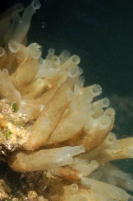 <p>Tunicate</p>