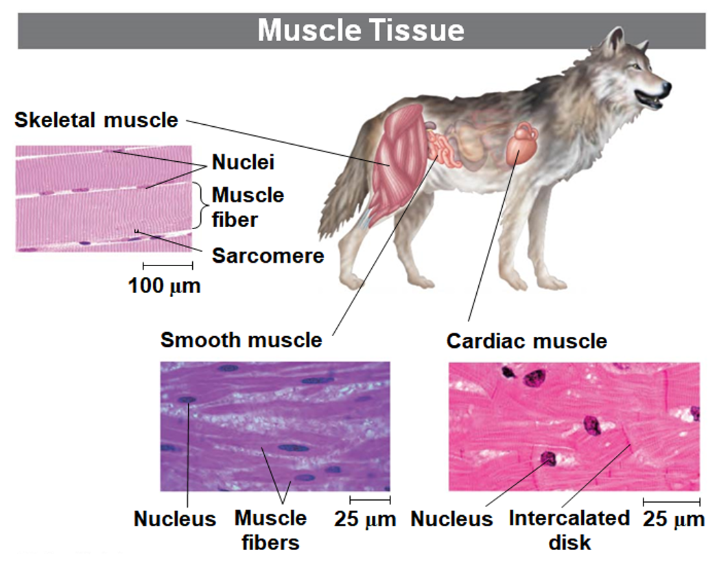 <p>Muscle Tissue</p>