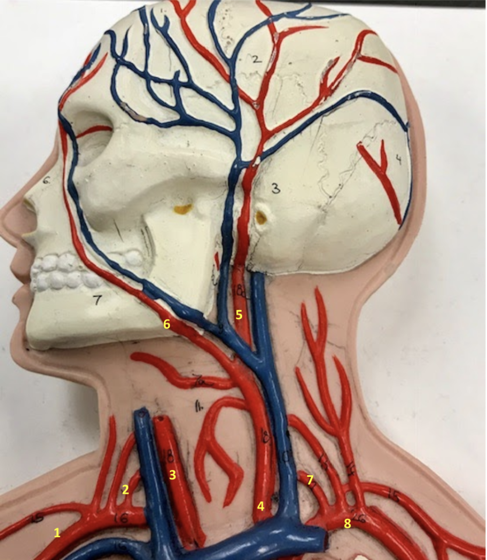 <p>Neck/Head</p><p>1. Right subclavian artery</p><p>2. Right vertebral artery</p><p>3. Right common carotid artery</p><p>4. Left common carotid artery</p><p>5. Left external carotid artery: Supply blood to neck, esophagus, larynx, jaw, and face (external structures of left halves of head and neck).</p><p>6. Left facial artery</p><p>7. Left vertebral artery</p><p>8. Left subclavian artery</p>