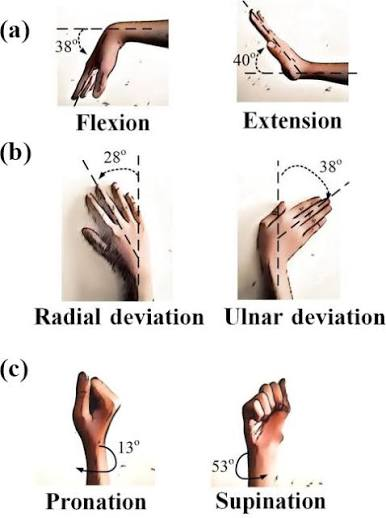 <p>Movements of Wrist </p>