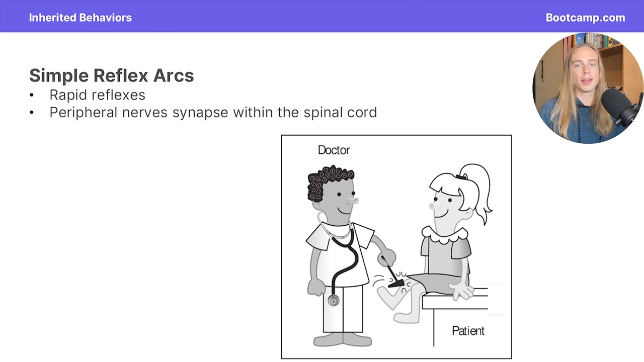 <p>rapid relfexes in which peripheral nerves synapse within the spinal cord </p>