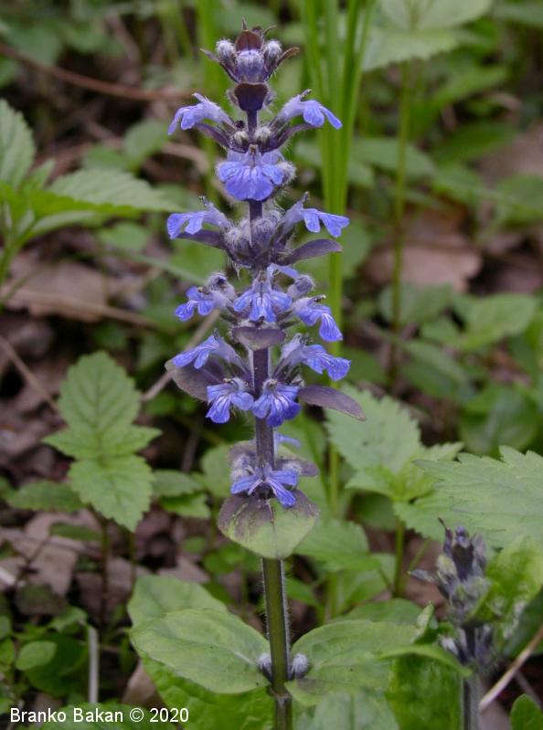 <p>Plazeči skrečnik-Ajuga reptans</p>