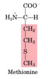 <p>•Essential</p><p>•1st step in the synthesis of all proteins</p><p>•Methionine is limiting in legumes</p><p></p>
