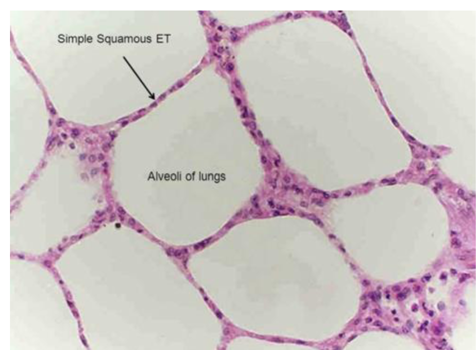 <ul><li><p>Lung alveoli</p></li><li><p>Endothelium</p></li><li><p>Lining of lymphatic vessels</p></li></ul><p></p>