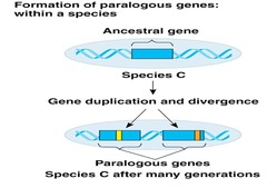 <p>paralogous genes</p>