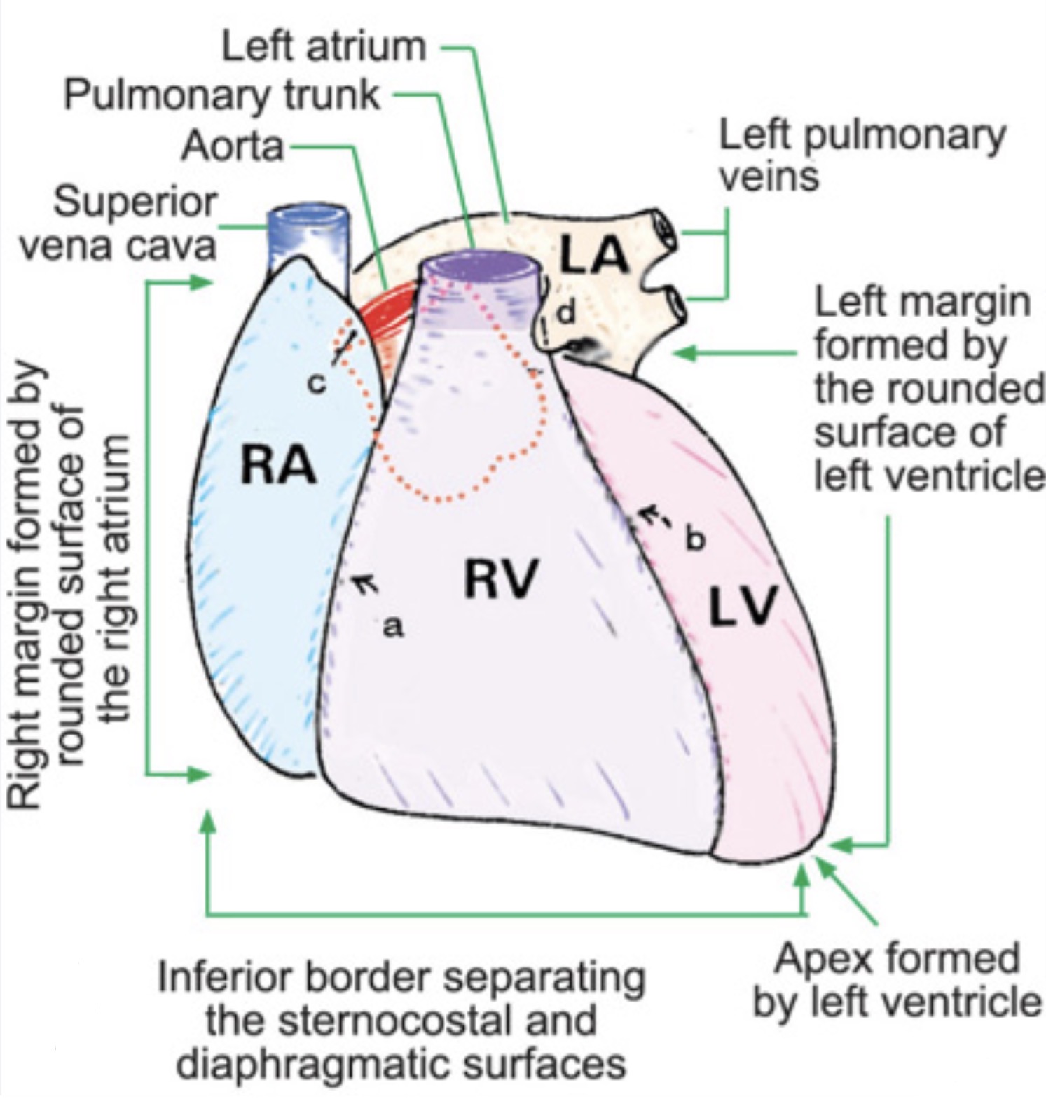 <p>Anterior/inferior border: right and left ventricle </p><p>Left/lateral border: left ventricle and left atrium </p><p>Right border: right ventricle and right atrium</p><p>Superior border: aorta, superior vena cava, pulmonary trunk</p>