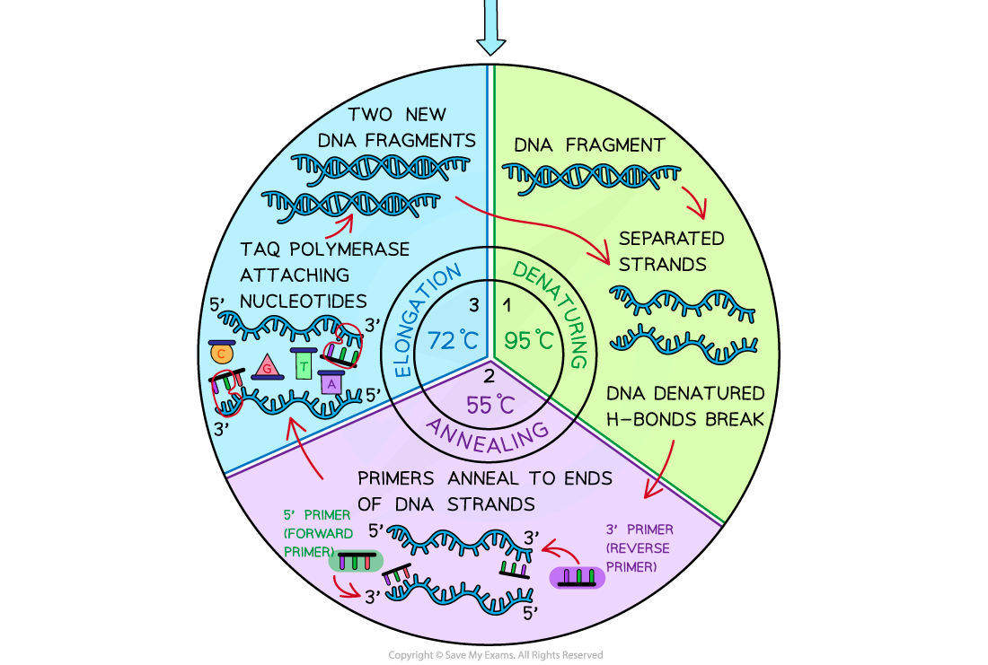 <ul><li><p>denaturation</p></li><li><p>annealing</p></li><li><p>elognation/extension</p></li></ul><p></p>