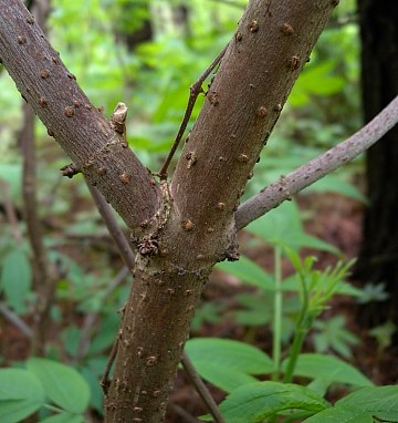 <p>Red elderberry</p>