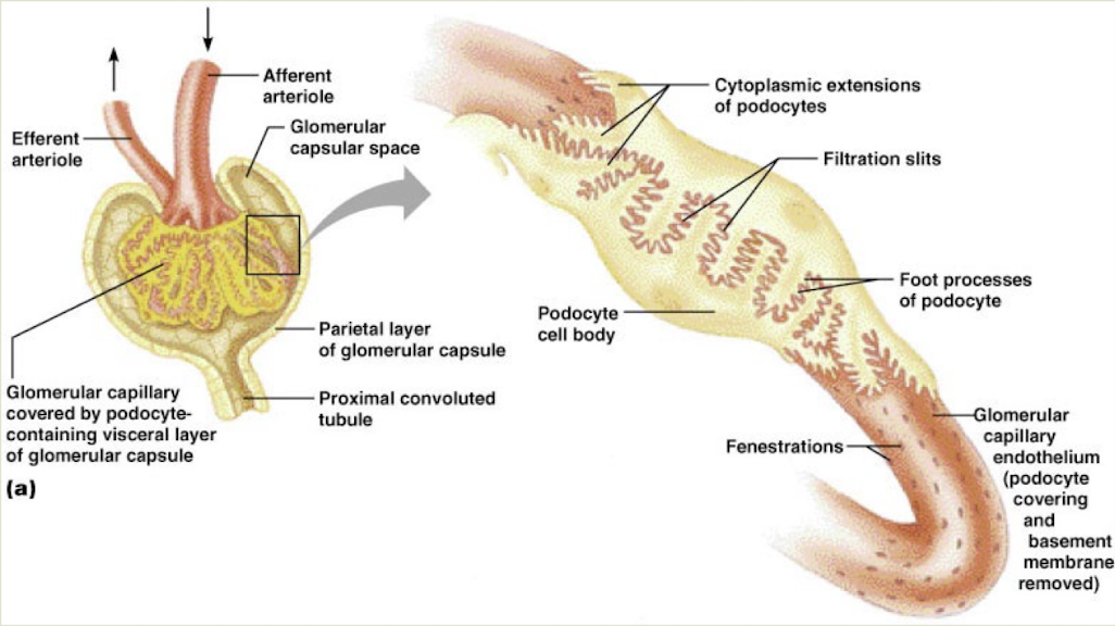 <p>Filtration membrane</p>