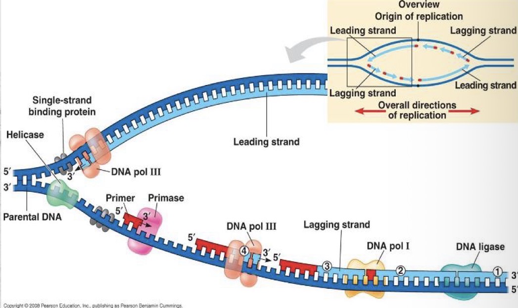<p>DNA replication fork</p>