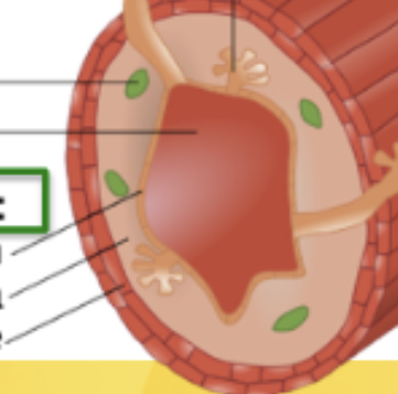<p><span>Outermost layer of the GIT. Made of 3 sections: epithelium(stratified or simple depending), lamina propria (connective tissue with glands and immune cells) and muscularis mucosa (smooth muscle that propels gland contents into lumen)</span></p>