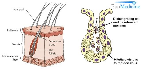 <ul><li><p>sits on every hair follicle</p></li><li><p>secretes sebum</p></li></ul><p></p>