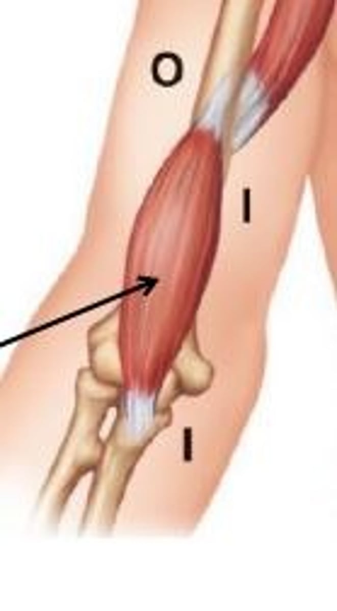 <p>true flexion of elbow</p>
