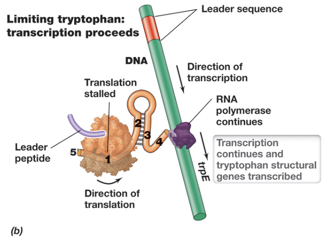 <ul><li><p>When tryptophan levels are low, attenuation allows continued transcription of the Trp operon</p></li><li><p>Due to insufficient charged tRNA<sup>Trp</sup>, the ribosome stalls at the tryptophan codons within the leader peptide, preventing it from progressing past region 1</p></li><li><p>This stalling allows regions 2 and 3 of the mRNA to base pair and form an anti-terminator hairpin, continuing transcription and translation</p></li></ul><p></p>
