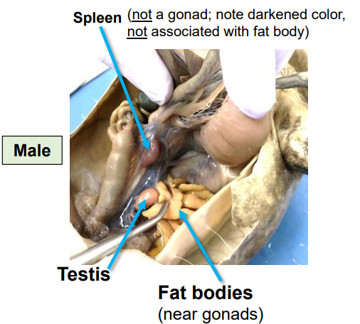 <p>Male reproductive organs that produce sperm.</p>