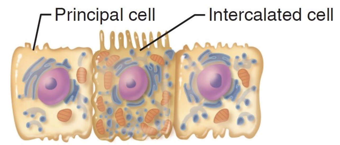 <p>Where are these cells located?</p>