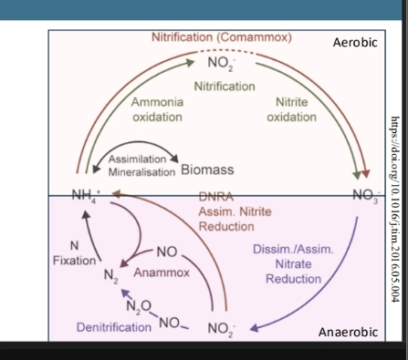 <p>(overall model)</p><ul><li><p>only NH4+ can be directly put into biomass, so the biological N cycle involves converting between different forms of N to ultimately reach NH4+ so it can be used for biomass</p></li><li><p>however, different forms can also be converted between to gain energy or electrons (eg oxidising to remove e and use elsewhere), so we see these conversions too</p></li><li><p>in aerobic systems we see oxidation of NH4+ (as oxygen is available, so we can add O and remove e for use)</p></li><li><p>in anaerobic systems we see reduction of oxidised forms of N to ultimately reach NH4+ (the most reduced forms) by adding e</p></li></ul><p>(aerobic pathways)</p><ul><li><p>associted with oxidation. removing e.</p></li></ul><ul><li><p>Assimilation = converting NH4 to biomass</p></li><li><p>Mineralisation = converting biomass (dead organic matter) to NH4+ </p></li><li><p>Commamox (/ Nitrification) = converting NH4+ to NO3- (nitrate) - via NH4+ oxidation => NO2- nitrite => NO2- oxidation => NO3- nitrate (oxidising it. removing e)</p></li><li><p>these organisms are gaining energy through oxidising NH4+</p></li></ul><p>(anaerobic pathways)</p><ul><li><p>associated with reduction. adding e</p></li></ul><ul><li><p>Dissimilation (/Assimilation / Nitrate Reduction) = converting NO3- nitrate to NO2- nitrite (reducing it. adding e)</p></li><li><p>Denitrification = converting NO2- nitrite to N2 (via NO=> N2O => N2)</p></li><li><p>Ammamox = converting NO2- nitrite straight to N2. OR converting NH4+ straight to N2</p></li><li><p>N fixation = converting N2 to NH4+</p></li></ul><p></p>