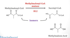 <p>- Enzyme utilized to convert Methylmalonyl-CoA → Succinyl-CoA is deficient →→ Accumulation of Methylmalonyl-CoA as it cannot be processed</p>