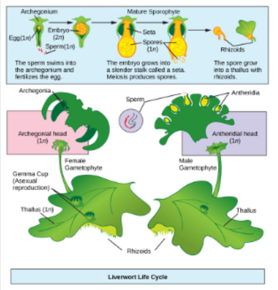 <p>-most have elevated gametophyte that resemble miniature trees (Marchantia)</p><p>→reduced or very small sporophytes; some “thalloid” and others “leafy”</p>