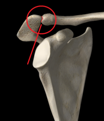 <p>The clavicle articulates with the scapula via which joint?</p>