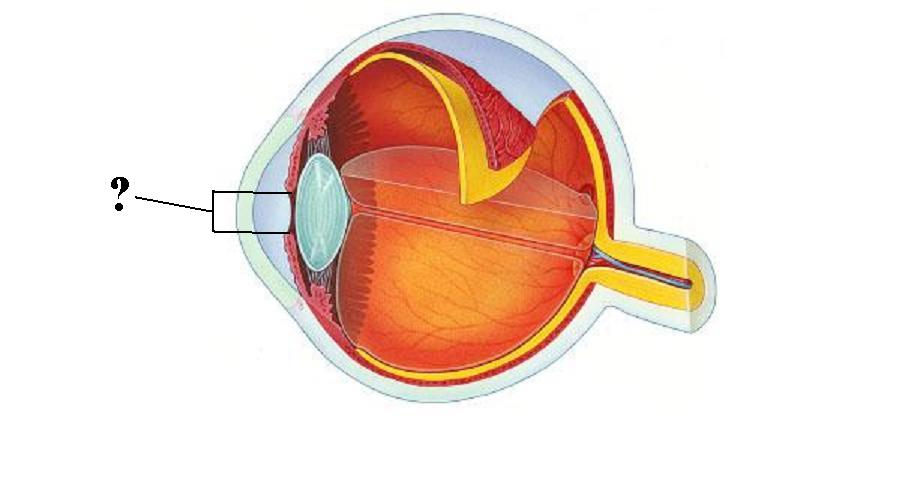 <p>Identify the indicated opening</p>
