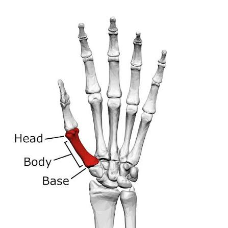 <p>What bone?</p>