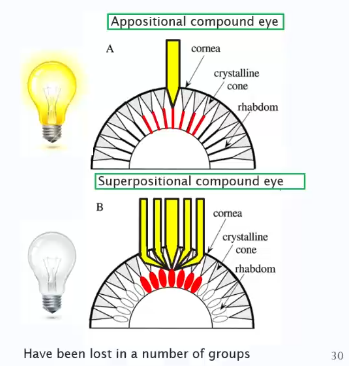 <p>Appositional - Light hits one ommatidium at a time.</p><p>Suppositional - Light from multiple different places can hit on ommatidium at once. (maximises sight for nocturnal groups).</p><p> </p>