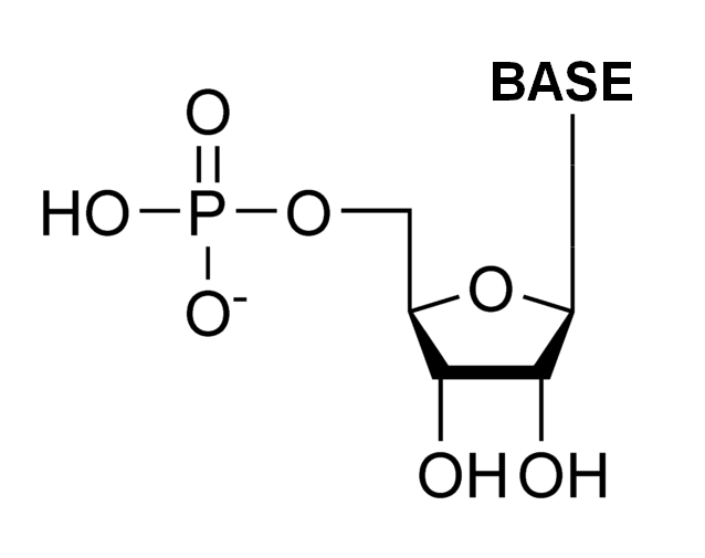 <p>RNA</p>