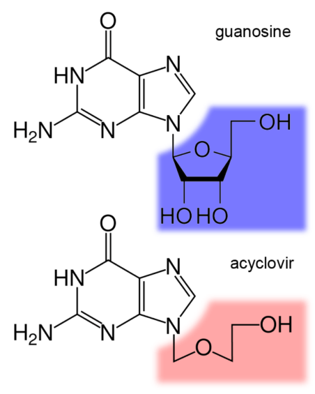 <p>Looks a lot like <strong><em><u>guanosine</u></em></strong> = incorporated into the DNA of virus during replication <strong><em><u>BUT</u></em></strong> it has no <strong><em><u>3’ OH</u></em></strong> to continue DNA synth = Chain terminator</p>