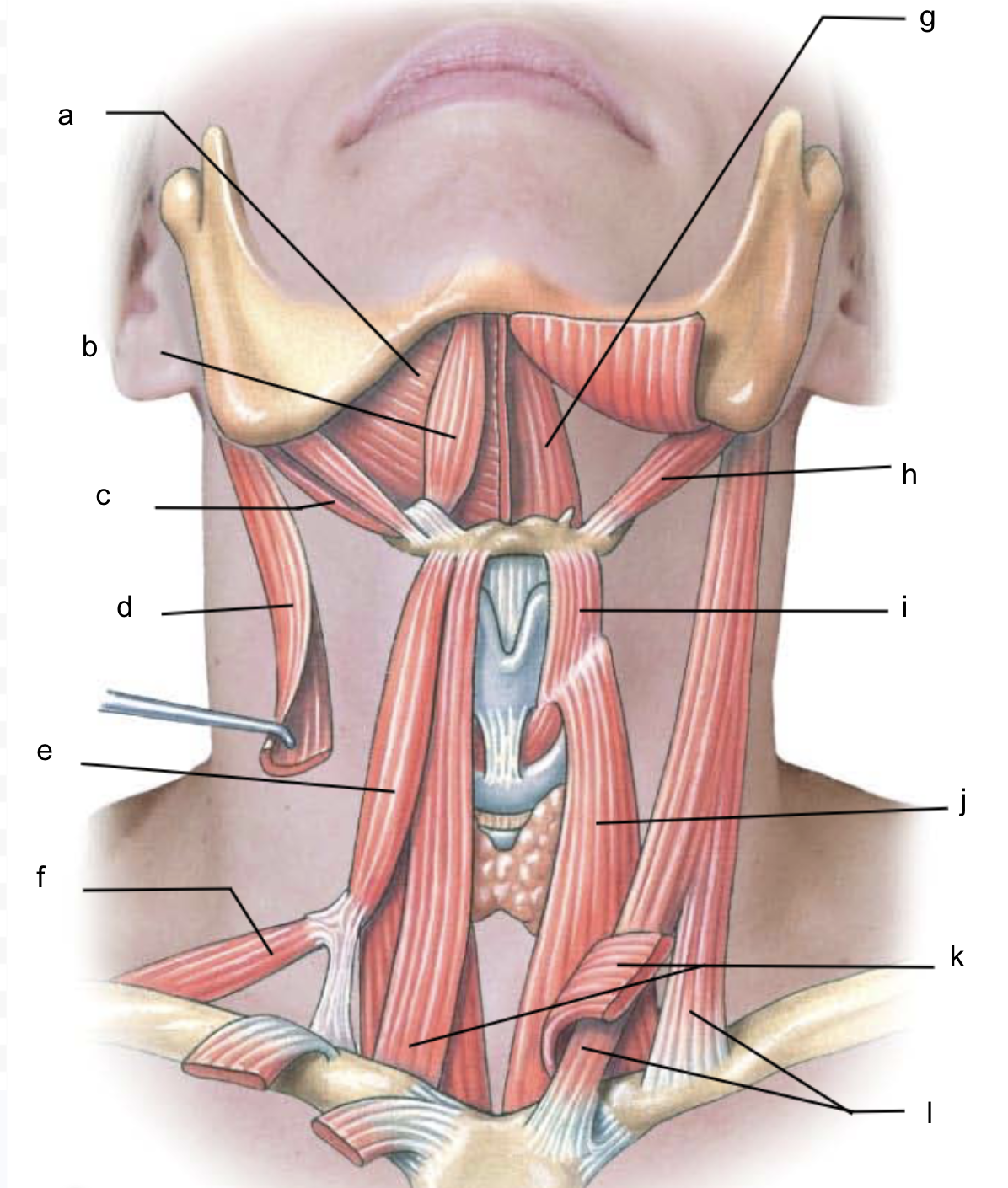 <p>What is structure e?</p>