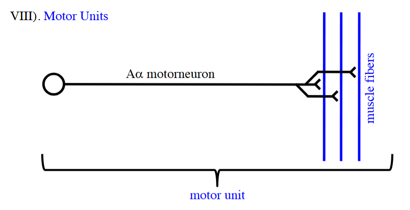 <p><strong>motor unit</strong> - the Aalpha motor neuron &amp; all the skeletal muscle fibers/myofibers that it innervates</p><p>__</p><p>Usually in <strong>humans</strong>, an AP in the Aalpha motorneuron will generate a MAP/contraction in <u>all</u> of the motor unit’s muscle fibers because <u>enough</u> ACh is released at each NMJ to generate EPPs > VT of <u>each</u> muscle fiber.</p><p>In <strong>frogs</strong>, some of the presynaptic terminals may <u>NOT</u> release enough ACh for the EPP to reach V<sub>T</sub>, so a MAP/contraction will <u>NOT</u> be initiated in some of the muscle fibers.</p>