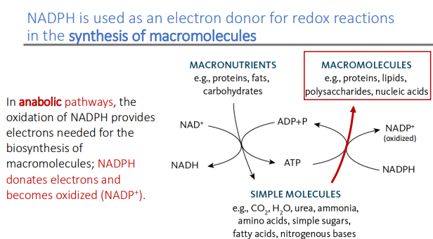 <p>electrons and becomes oxidized (NADP+ )</p>