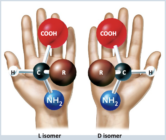 <p>-If an Isomer polarizes light to the right it is a D Isomer (<span><strong>dextrorotatory)</strong></span><br><span>-If an Isomer polarizes light to the left it is a L isomer (<strong>levorotatory)</strong></span></p>