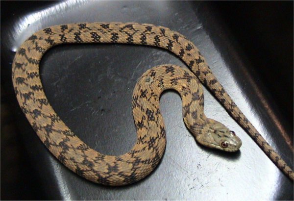<p>Colubridae. Found all of Missouri except extreme northern counties and Ozark Plateau</p>