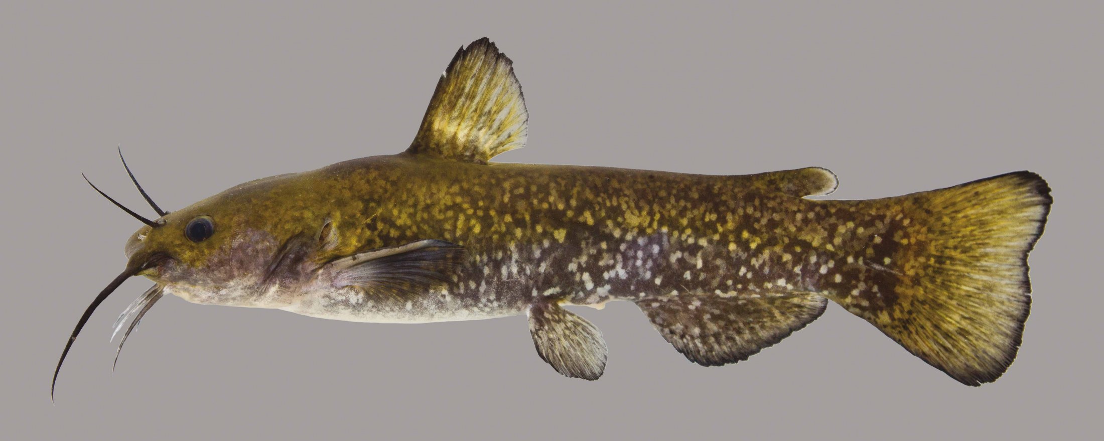 <p>What is the scientific name for Snail Bullhead?</p>