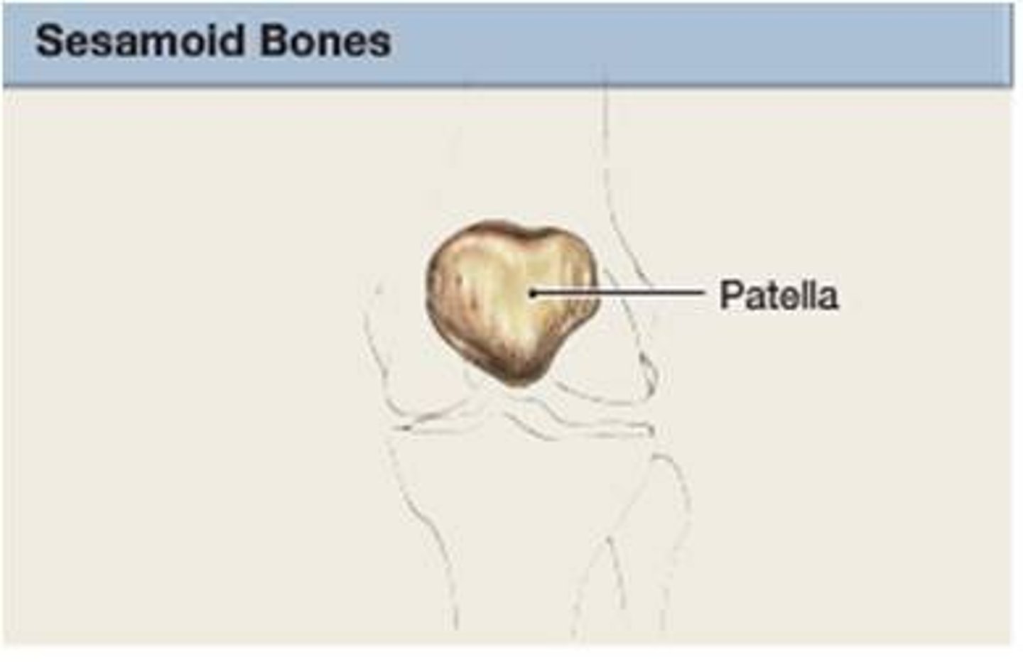 <p>unique irregular bones that are normally found embedded within tendons, close to joints</p>