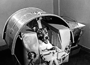 <p>the USSR sent laika the dog to space (she’s so friggin cute) </p>