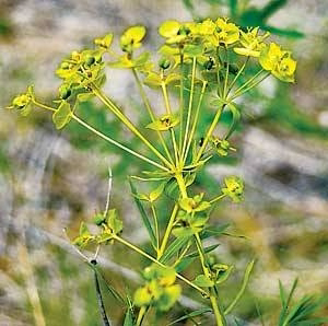 <p>Identify the weed</p>
