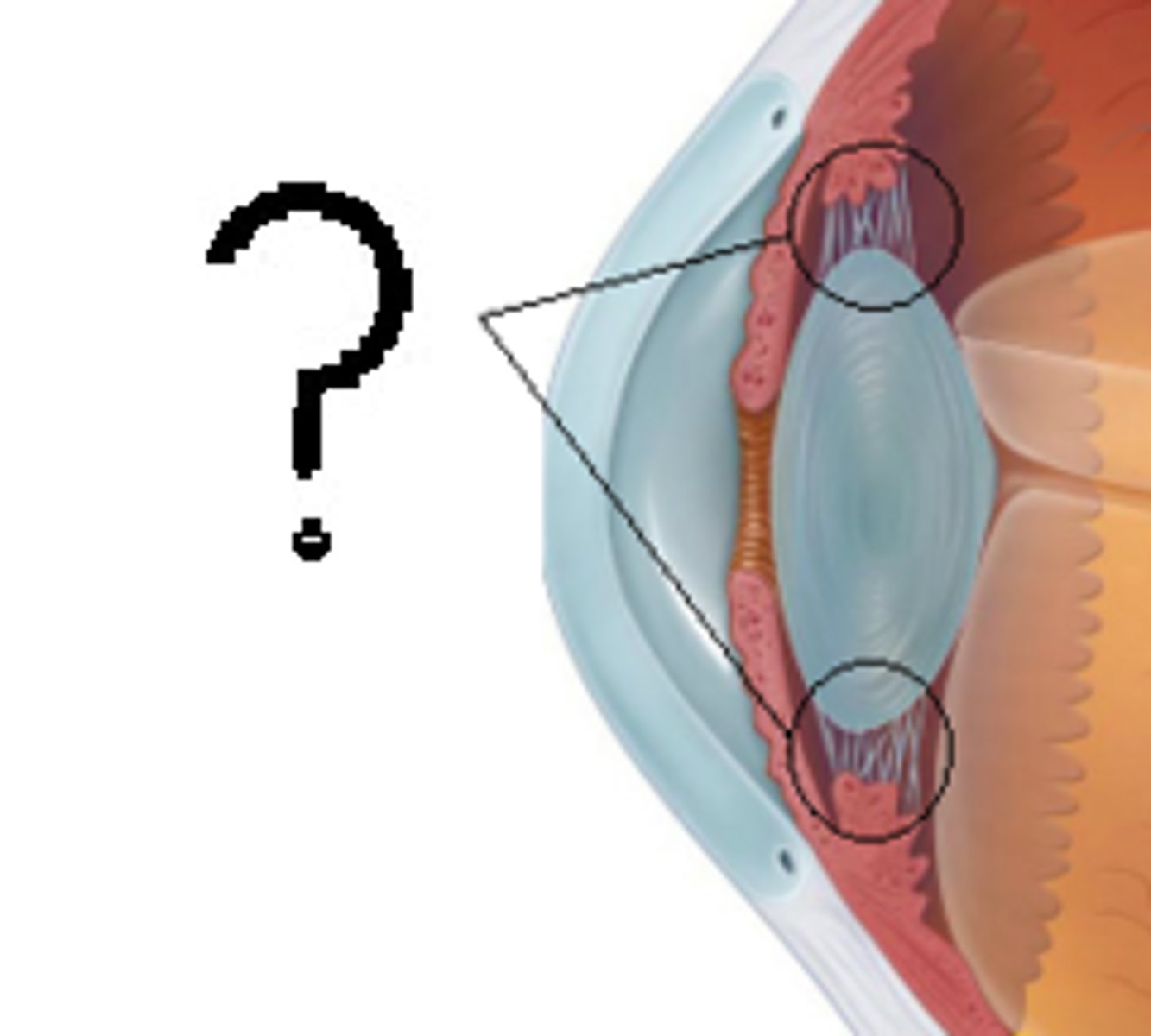 <p>A fibrous membrane that holds the lens of the eye in place</p>